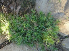 Deinandra minthornii