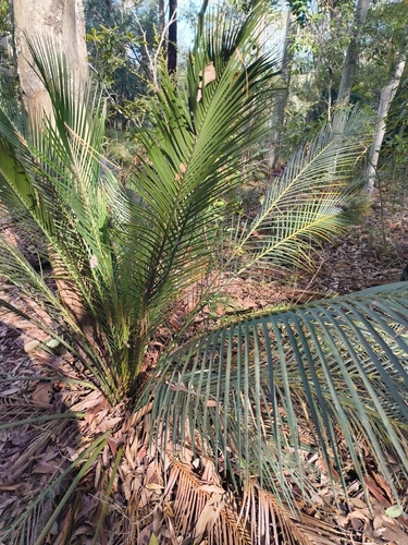 burrawang (Macrozamia communis)