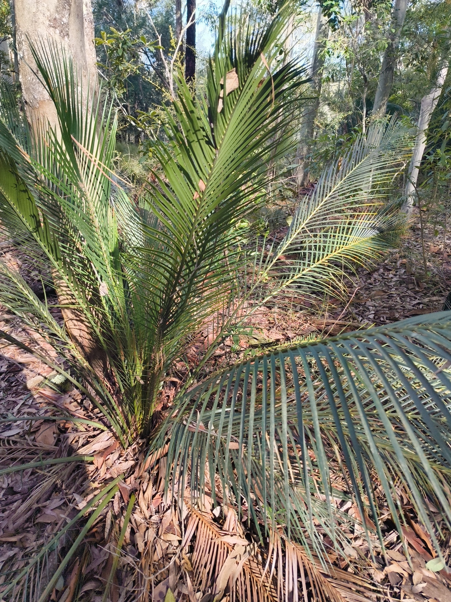 Burrawong (Macrozamia communis)