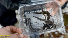 Hynobius quelpaertensis