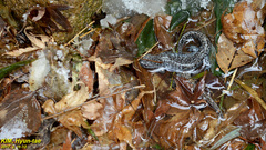 Hynobius quelpaertensis