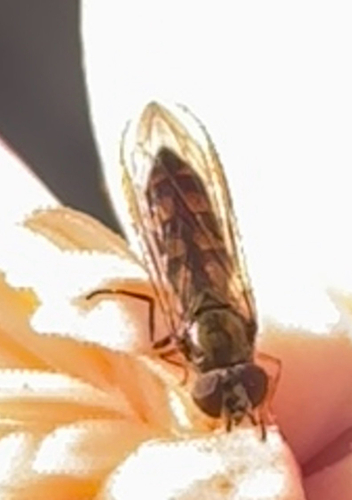 Unknown species found near 36th Ave E, Tacoma, WA, US