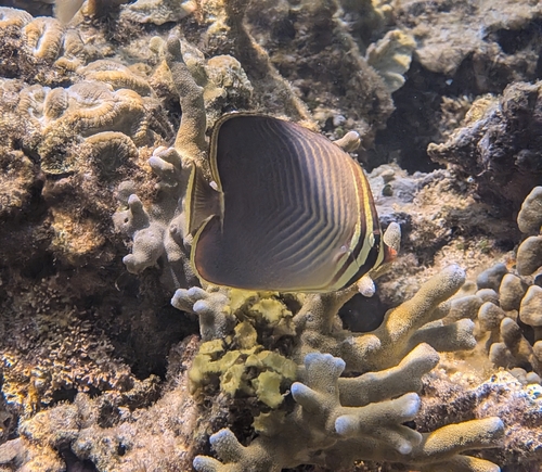 Chaetodon baronessa
