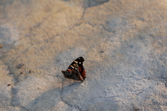 Vanessa indica indica