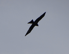 Milvus milvus milvus