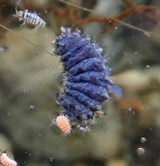 Neanura magna