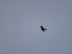 Milvus milvus milvus