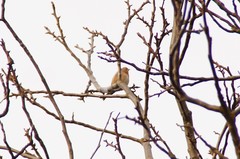Linaria cannabina cannabina