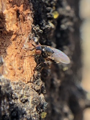 Prochyliza xanthostoma