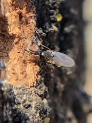 Prochyliza xanthostoma