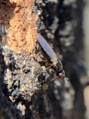 Prochyliza xanthostoma