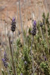 Lavandula dentata image