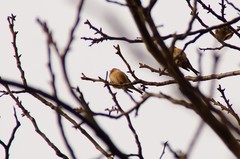 Linaria cannabina cannabina