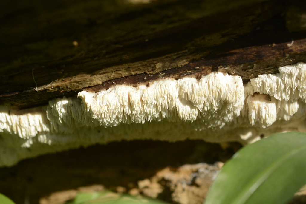 Irpiciporus pachyodon · March 2026 · photo: © cryptomarasmius (iNaturalist, cc-by)