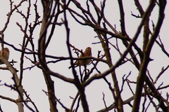 Linaria cannabina cannabina