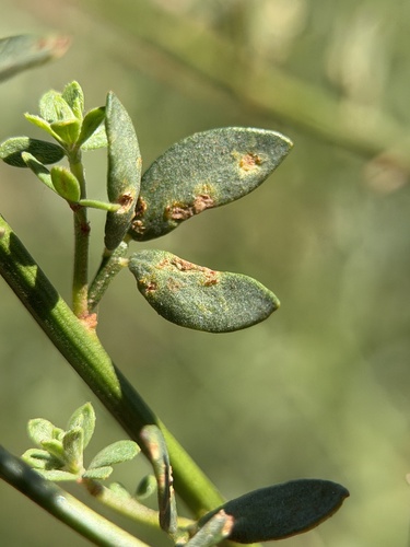 Uromyces pisi-sativi observed 2026-03-20