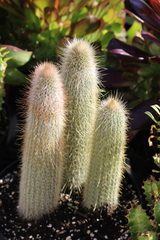 Cleistocactus buchtienii