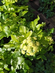 Smyrnium olusatrum