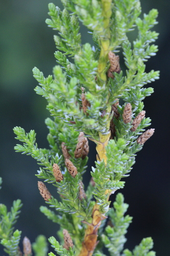 Pilgerodendron uviferum, photograph 6