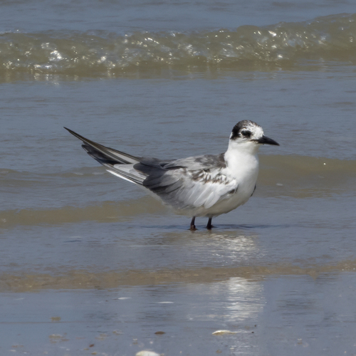 White-winged Tern (Chlidonias leucopterus), photo 7