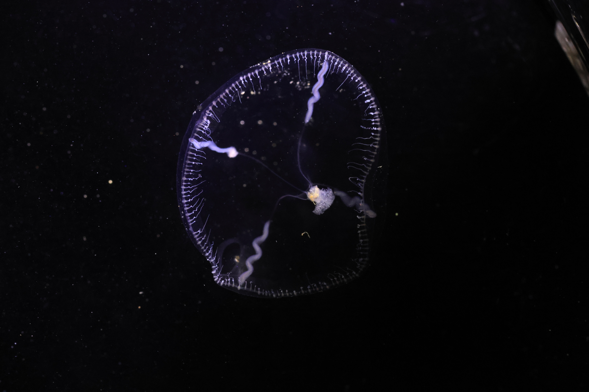 Eutonina indicans (Romanes, 1876)