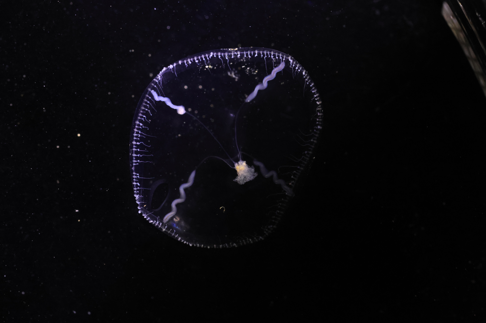 Eutonina indicans (Romanes, 1876)