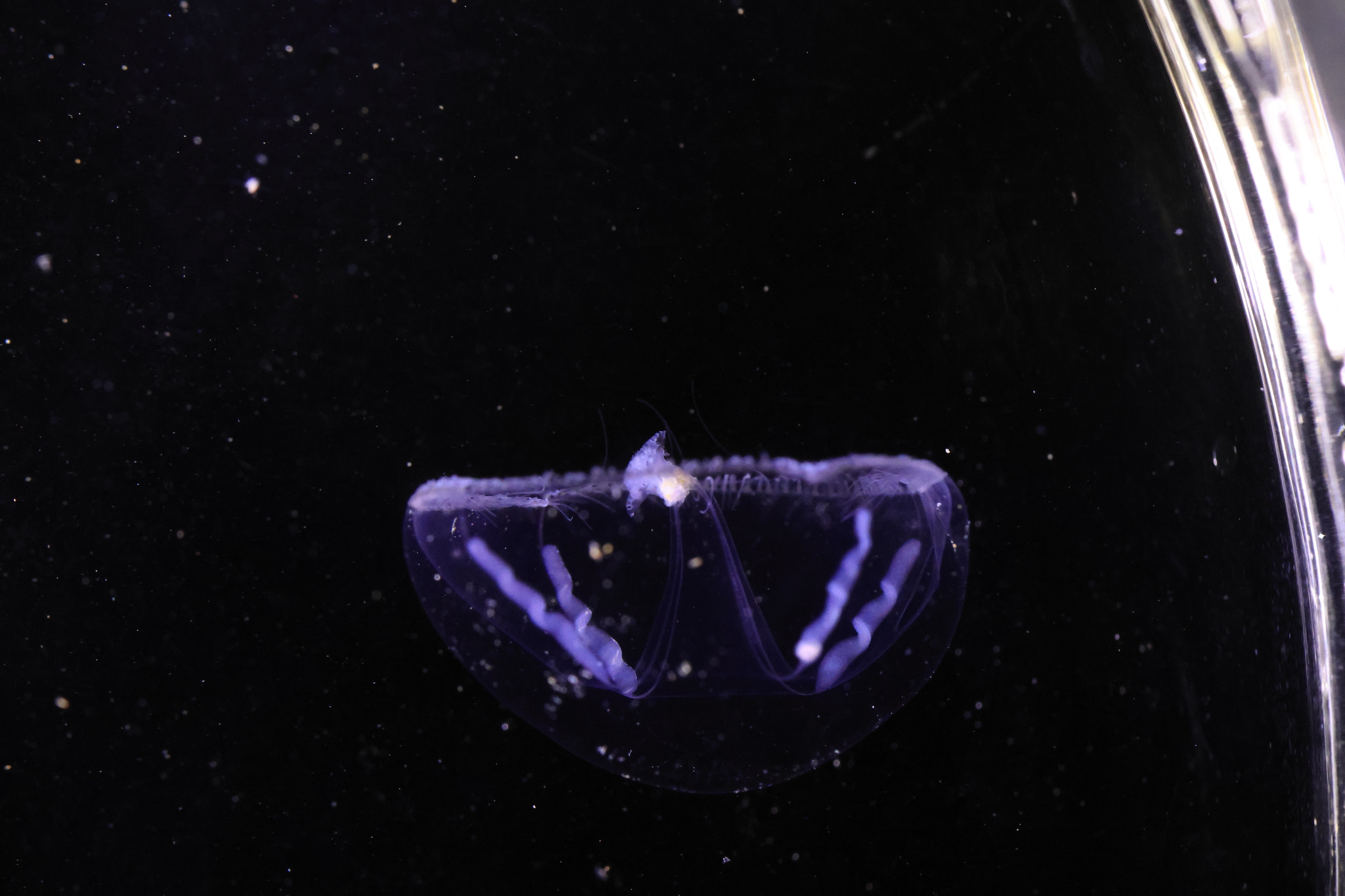 Eutonina indicans (Romanes, 1876)