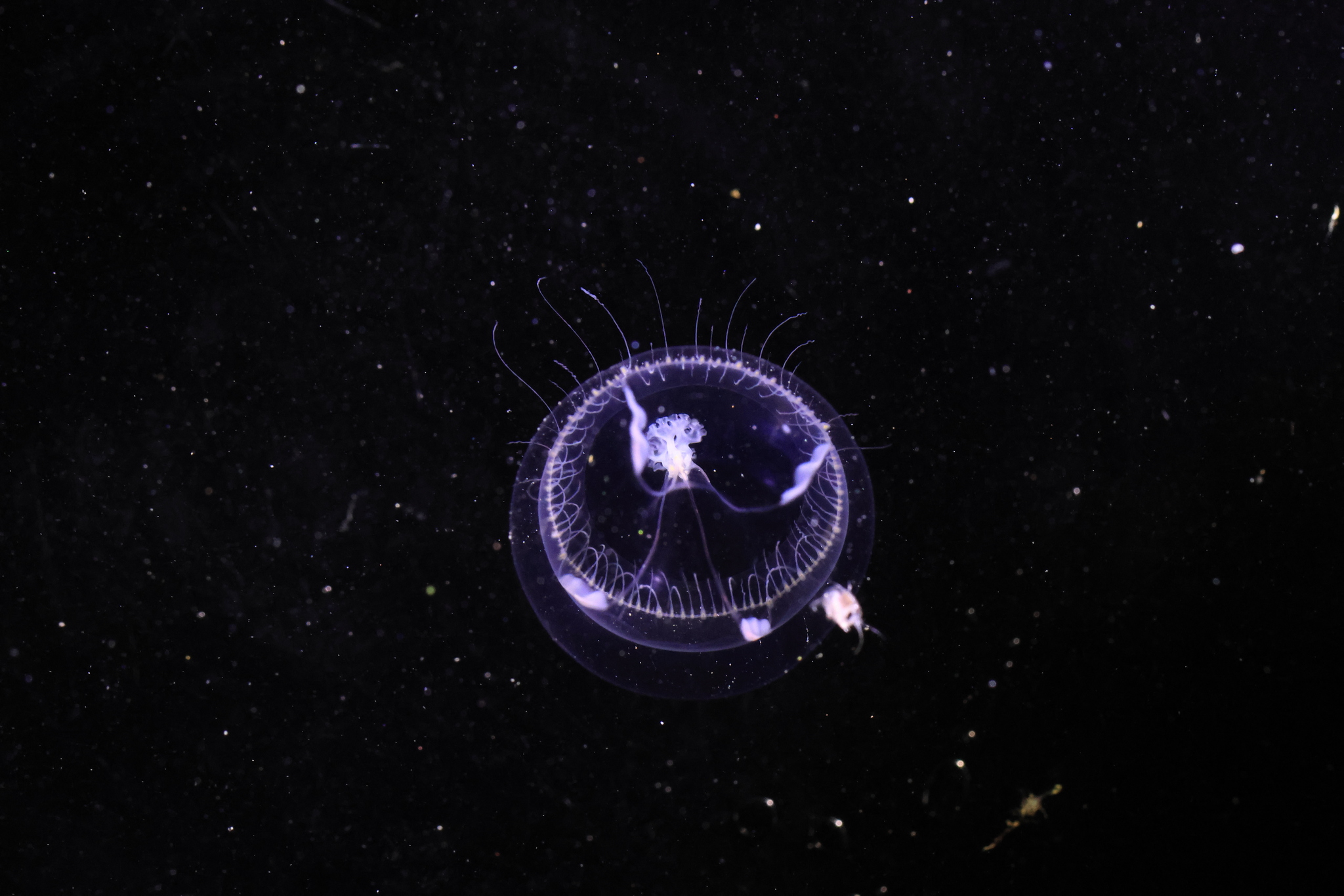 Eutonina indicans (Romanes, 1876)