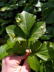 Smyrnium olusatrum