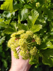 Smyrnium olusatrum