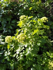 Smyrnium olusatrum