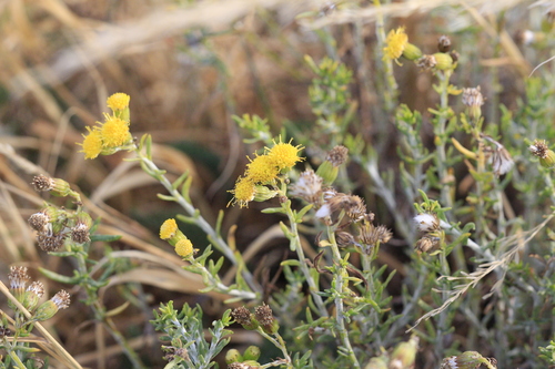 Senecio filaginoides, photograph 5