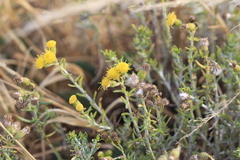 Senecio filaginoides, photograph author not stated, no rights reserved