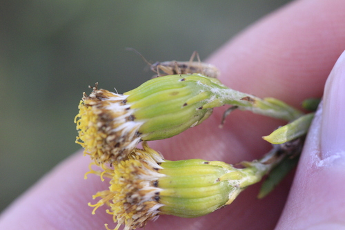 Senecio filaginoides, photograph 6