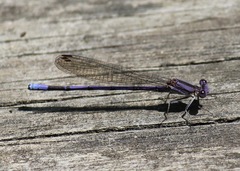 Argia fumipennis