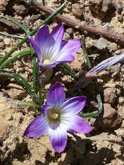 Romulea bulbocodium