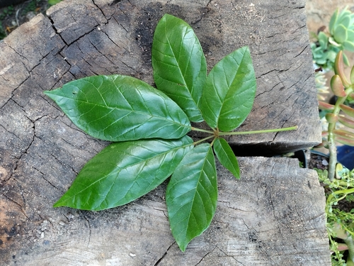 Handroanthus cristatus (A.H.Gentry) S.O.Grose 2