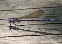 Argia fumipennis
