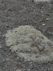 Raoulia hookeri hookeri