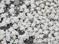 Raoulia hookeri hookeri