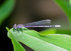 Argia fumipennis