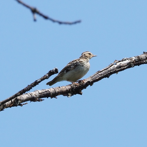Ševa krunica (Lullula arborea)
