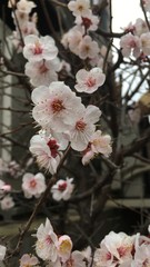 Prunus