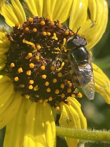 Unknown species found near Bolsa Chica Ecological Reserve, Huntington Beach, CA, US