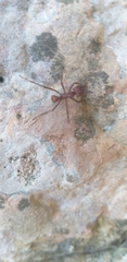 Acromyrmex
