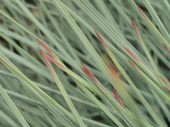 Aciphylla squarrosa squarrosa