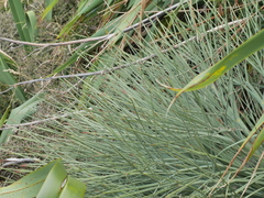 Aciphylla squarrosa squarrosa