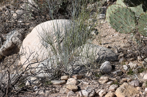 Ephedra aspera, photograph 5