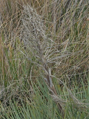Aciphylla squarrosa squarrosa