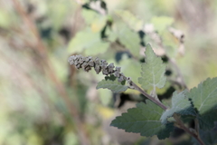Ambrosia cordifolia, photograph (c) Isaac Ethington, some rights reserved (CC BY)
